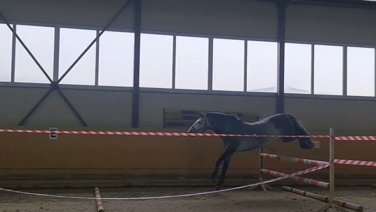 Звёздный Храм 2015 г.р., 163 см в/х смотреть онлайн