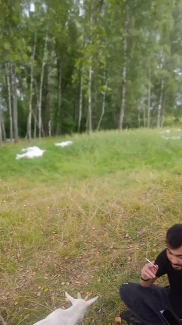 Супер-пастух: Будни Алабая в Козьем Рябстве.🐐🐕