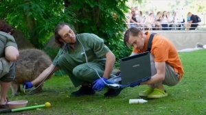 🦫 Внимание! Капибары из Московского зоопарка прошли плановое УЗИ