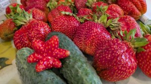 Работала в бешеном ритме.Продала немного клубники.Отблагодарила за любовь и заботу.Азия и Купчиха