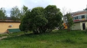#видео мая все зелено красиво