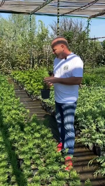 туя  западная колумна