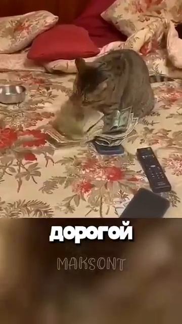 Зачем коту такая дорога