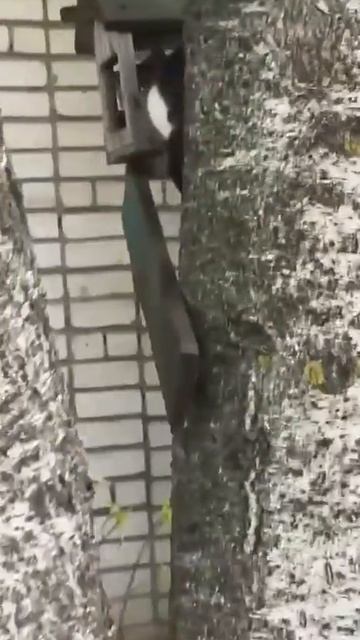 20260703 Все коты любят домики и коробки.