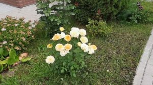 Визит детей и внучки: офицально самый громкий и самый теплый день в году. 3 июля 2026 года.