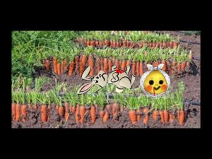 Колобок убийца 1 часть(Амиго4ка)