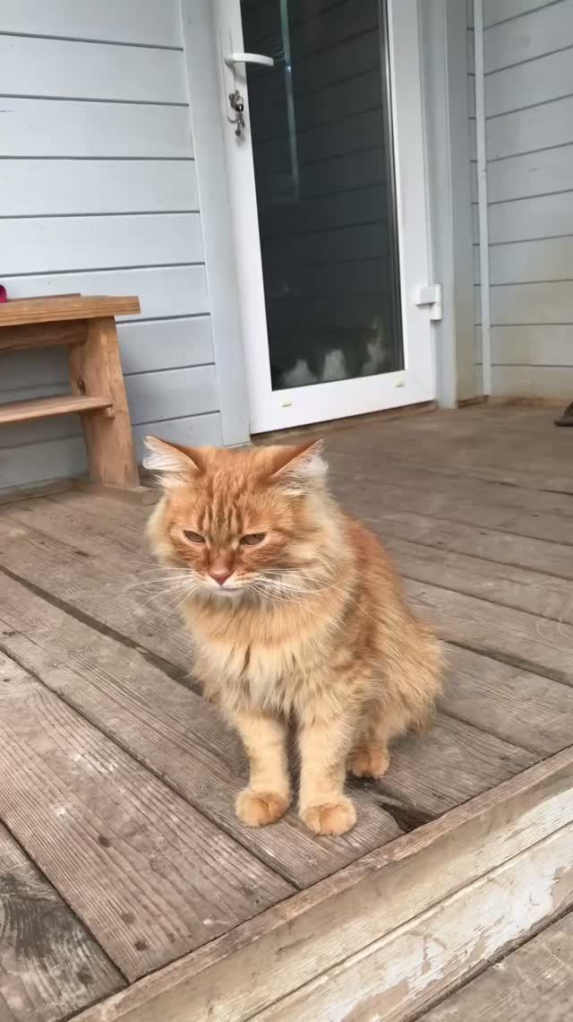 Котенок Альф