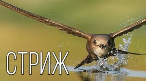 Стрижи: Дети Воздуха | Интересные факты про стрижей