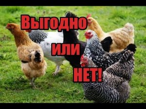 Сколько кур нужно держать чтобы заработать! Сколько стоит яйцо! Выгодно ли держать кур несушек!