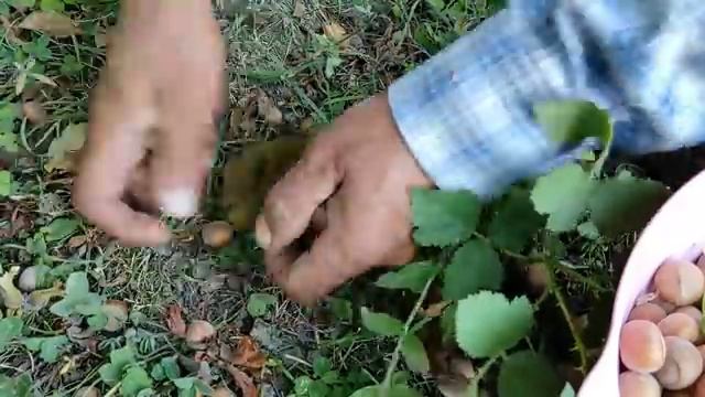 Готовим блюда с лавандовым маслом и узбекскими манти. смотреть онлайн