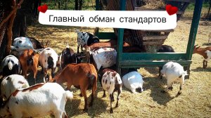 Как ВРУТ заводчики и в чем главный МИНУС. Камерунские козы: Ловушка стандартов.