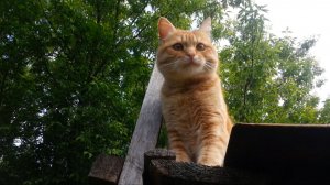 Валериановые капли и счастливый кот