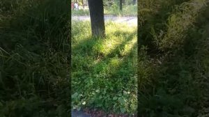вечерний стрим всем привет