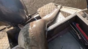 Рыбалка на хищника удалась. Сом Ауха!!!