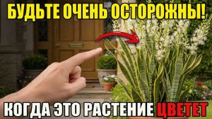 Цветок САНСЕВИЕРИИ — РЕДКОСТЬ_ в чём заключается его ТАЙНА