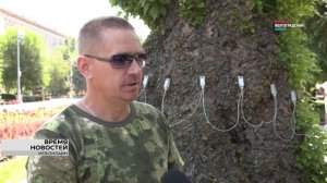 Судьба тополя Победы: как изменилось состояние легендарного дерева Волгограда