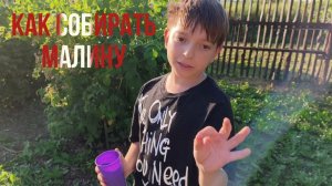 БИЗНЕС ПЛАН 📈 ПО СБОРУ МАЛИНЫ 🍓 🥰☝️