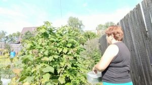 Заготавливаю чай из листьев смородины и малины. На улице жара, заливаю огород.
