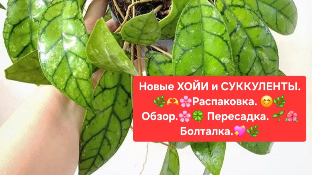 Новые ХОЙИ и СУККУЛЕНТЫ.🌷 Распаковка.🎁 Обзор.🌿 Пересадка. 🌼Болталка.😉🌸 смотреть онлайн