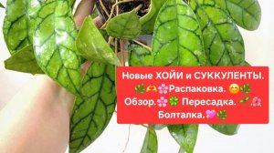 Новые ХОЙИ и СУККУЛЕНТЫ.🌷 Распаковка.🎁 Обзор.🌿 Пересадка. 🌼Болталка.😉🌸