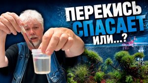 Перекись водорода в аквариуме. Как не совершить ошибку? | Аквариумные истории из ЭКЗОМЕНЮ №179