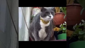 Котики Филя и Кузя смотрят за районом из окна квартиры и удивляют прохожих шикарными золотыми цепями