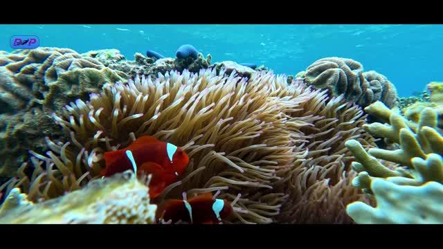 Домашний риф Nyande Raja Ampat. смотреть онлайн