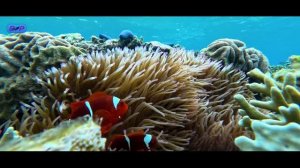 Домашний риф Nyande Raja Ampat.
