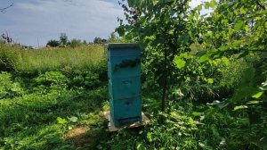 3Июля. Уезжаю в командировку в разгар медосбора.
