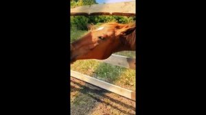 лошадки в нашем селе 🩷(они прямо около моего дома живут, Я так рада) 🤫🥹🫶🏻