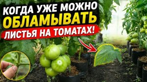 Не пропустите- пора ломать листья на томатах!