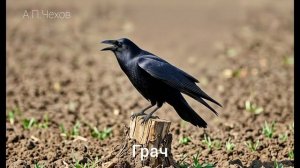 Аудиокнига «Грач». А.П.Чехов. Читает Олег Федин