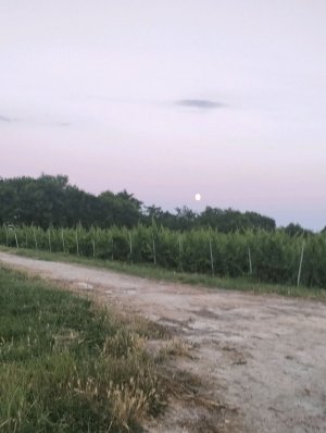 гулянуа