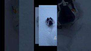 рапторы Фурри с тик-тока видео не мои (1 часть)