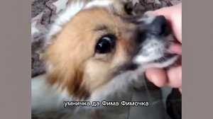 Фима спинальница