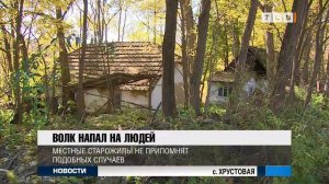 Волк напал на людей