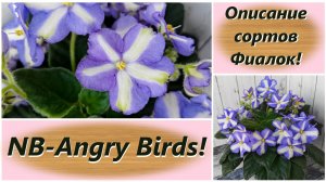 Описание сортов Фиалок! NB-Angry Birds!
