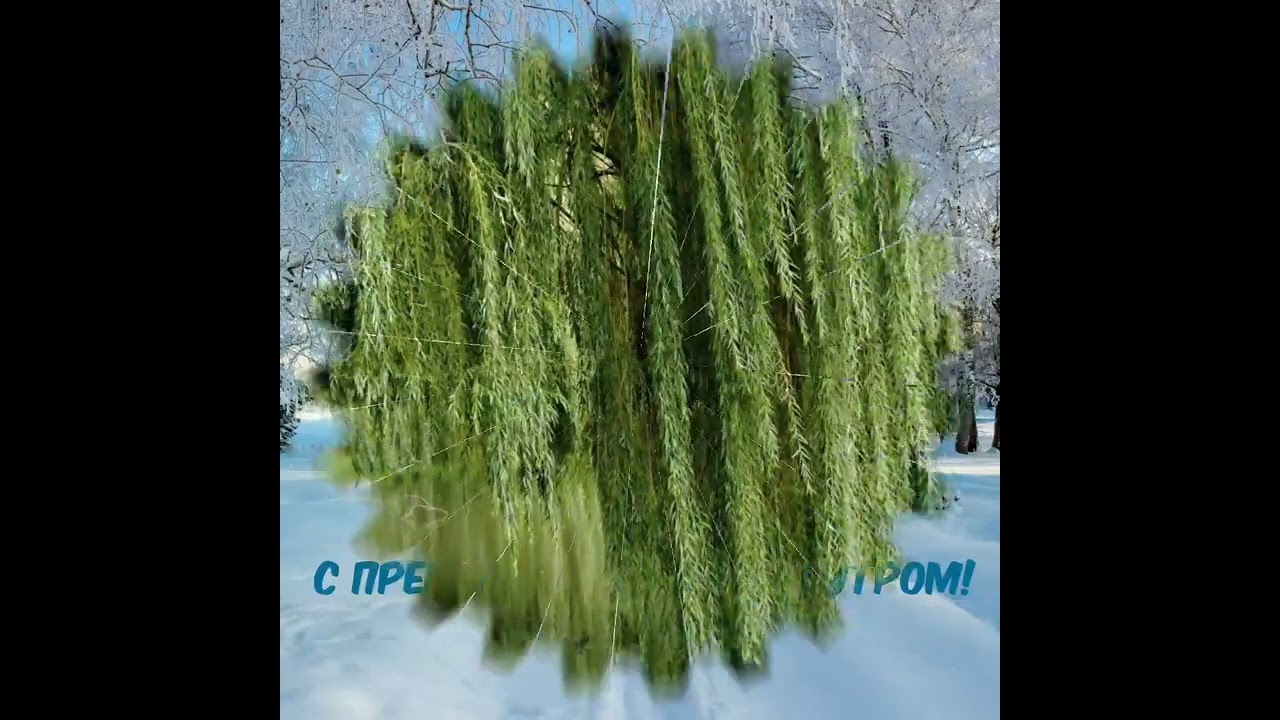Ивушки-cover Аркадий Кобяков. смотреть онлайн
