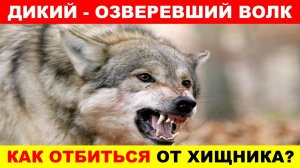ОЗВЕРЕВШИЙ ВОЛК! ЧТО ДЕЛАТЬ ЕСЛИ ВОЛК ПЫТАЕТСЯ НАПАСТЬ КАК ЗАЩИТИТЬСЯ. ВОЛК В ДЕЛЕ.