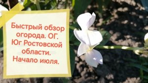 Быстрый обзор огорода.Юг Ростовской области. 03-07-2026