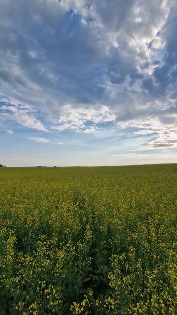 Прогуляемся?) смотреть онлайн