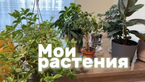 Мои растения
