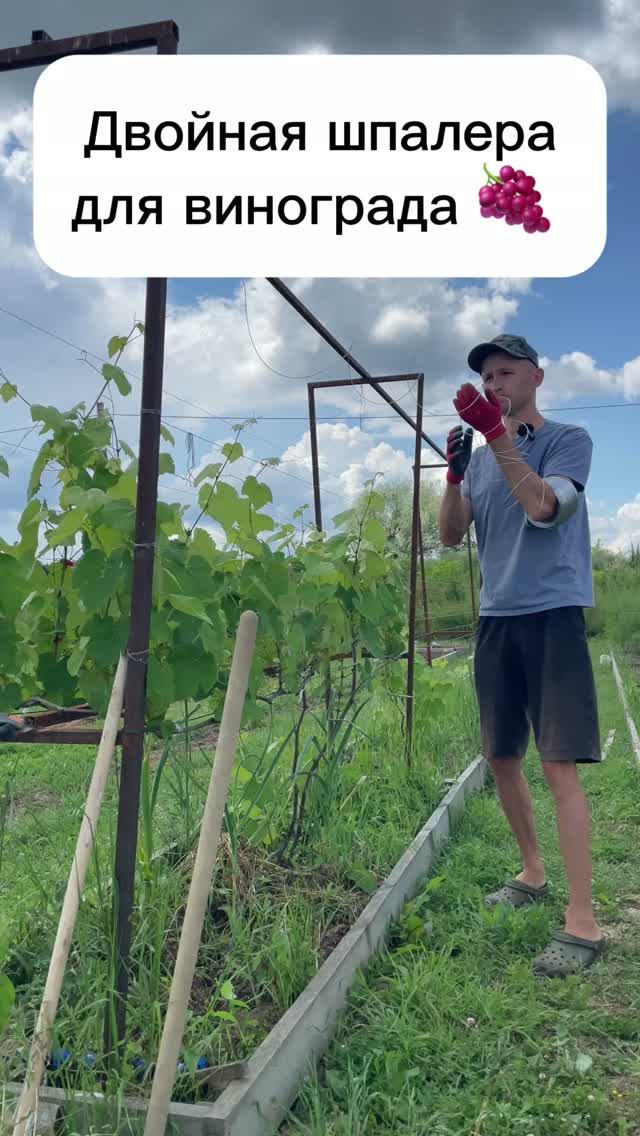 Двойная шпалера для винограда без бетонирования