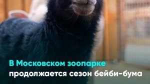 В Московском зоопарке продолжается сезон бейби-бума