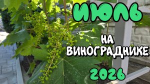 ИЮЛЬ 2026 на винограднике.