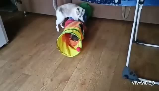 КОШКИ