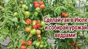 ДЕЛАЮ ТАК В ИЮЛЕ и ТОМАТЫ ПЛОДОНОСЯТ ВЕДРАМИ и НЕ БОЛЕЮТ!
