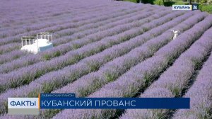 Сбор лаванды стартовал в Краснодарском крае