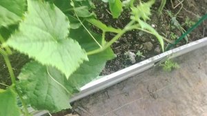 ЭКСКУРСИЯ ☝️ ПО САДУ 🌺🌹🌺ОГОРОДУ🫛🥕🍅🌶️🫑🥒