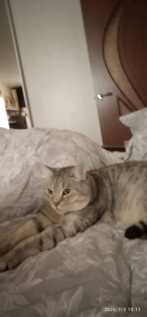 басик
